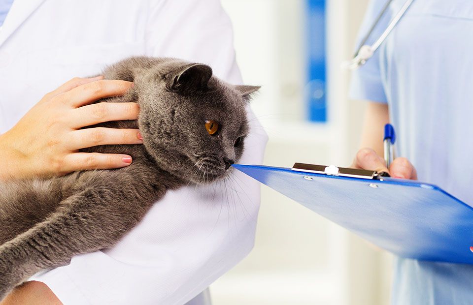 veterinarian with british cat and assistant taking notes