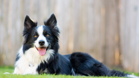 Unleashing Relief: Exploring Cold Laser Therapy for Pets at Cicero Animal Clinic