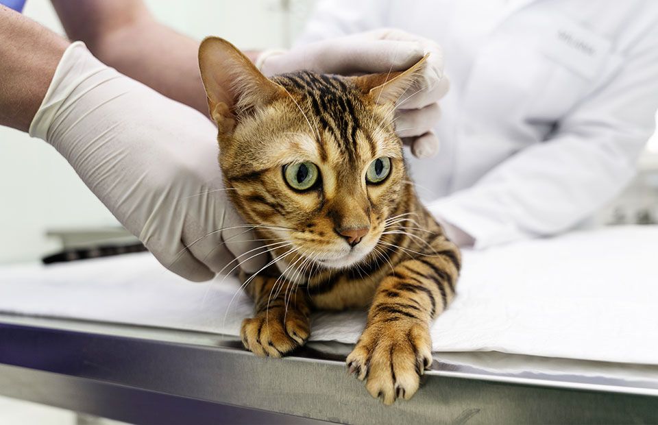 cat at operating table veterinary