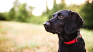 Black dog with a red collar looking away contemplatively in a grassy field.