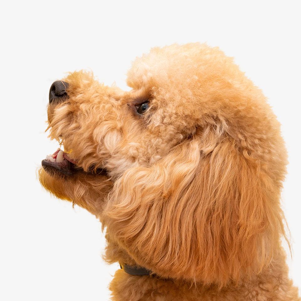 Profile view of a fluffy apricot poodle looking upwards.
