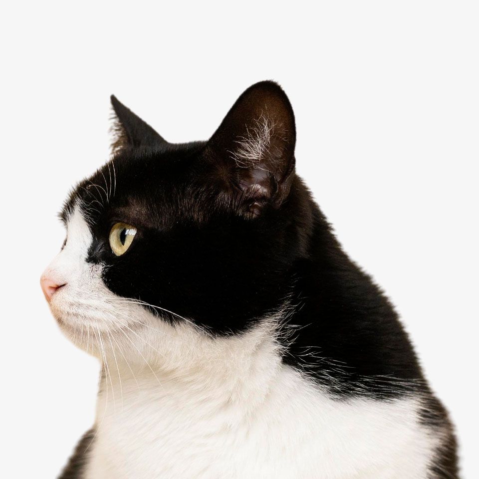 Profile of a black and white cat looking to the side.