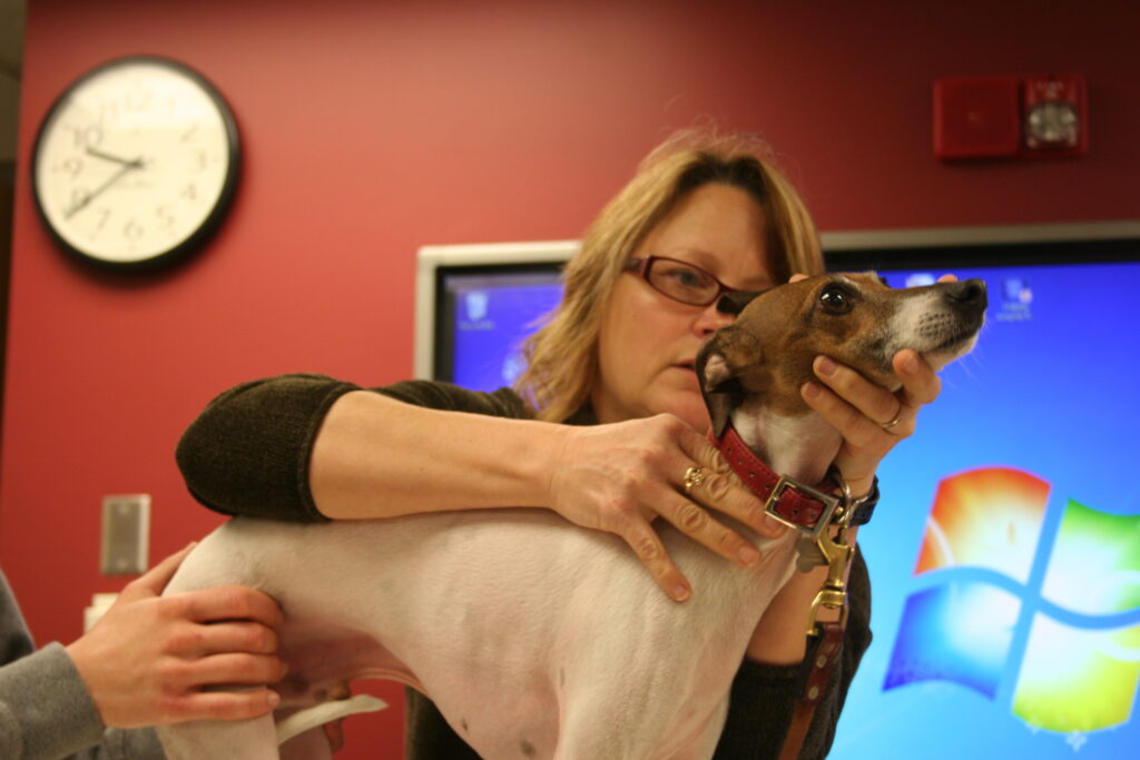 Woman holding a brown and white dog in an office setting.