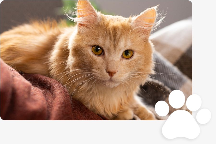 Close-up of a fluffy orange cat with bright amber eyes.