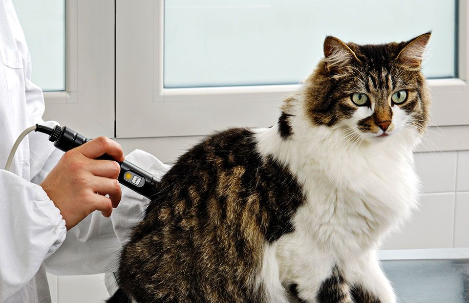Veterinarian examining a fluffy, tabby and white cat with a handheld device.