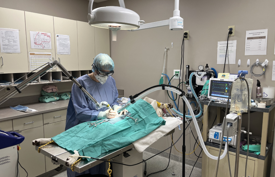 Veterinarian performing surgery on a dog in a clinical setting.