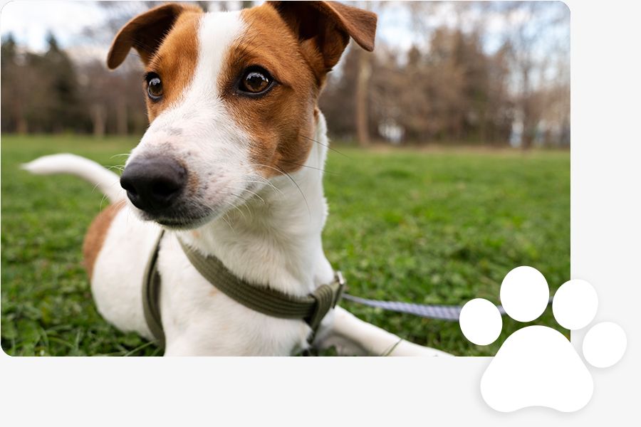 Jack Russell Terrier lying on grass with a leash.