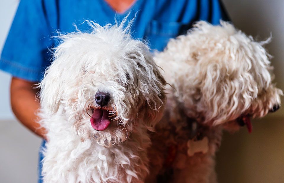 Two fluffy white dogs being held by a person in a blue scrubs.