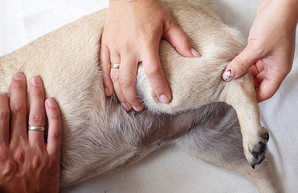 Two hands gently holding a dog's hind leg, examining the knee area.