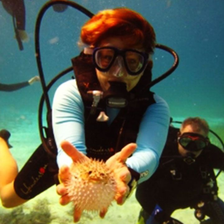 Scuba diver holding a pufferfish underwater, with another diver in the background.