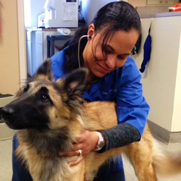 Veterinarian in blue scrubs examining a German Shepherd dog.