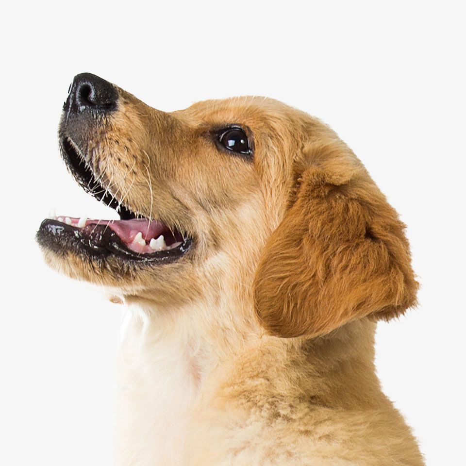 Golden retriever looking up with an open mouth and happy expression.