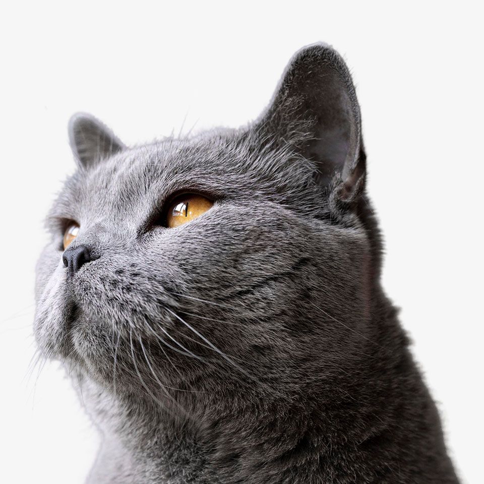 Close-up of a gray cat with striking amber eyes looking upwards.