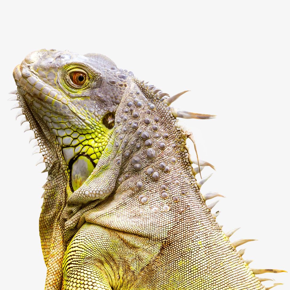 Close-up of a green iguana with detailed skin texture and spiny scales.