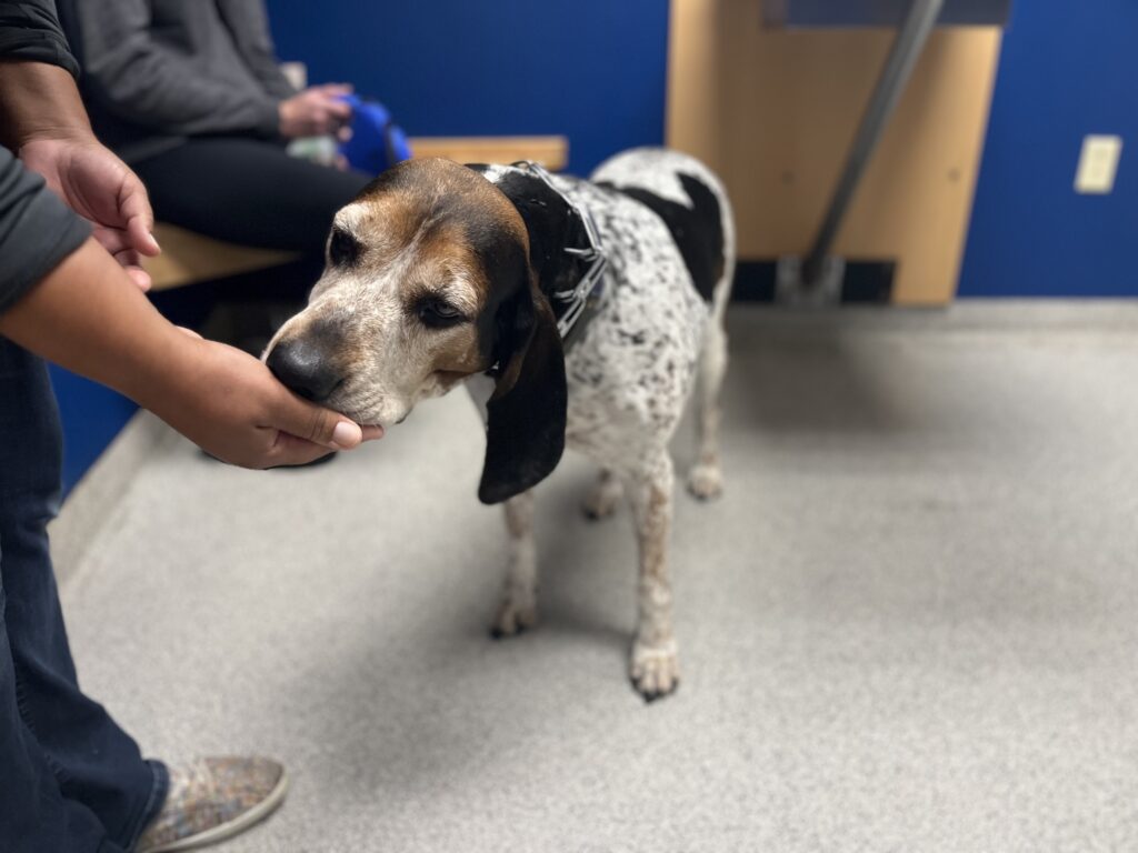 Older dog receiving a treat from a hand in a blue room.