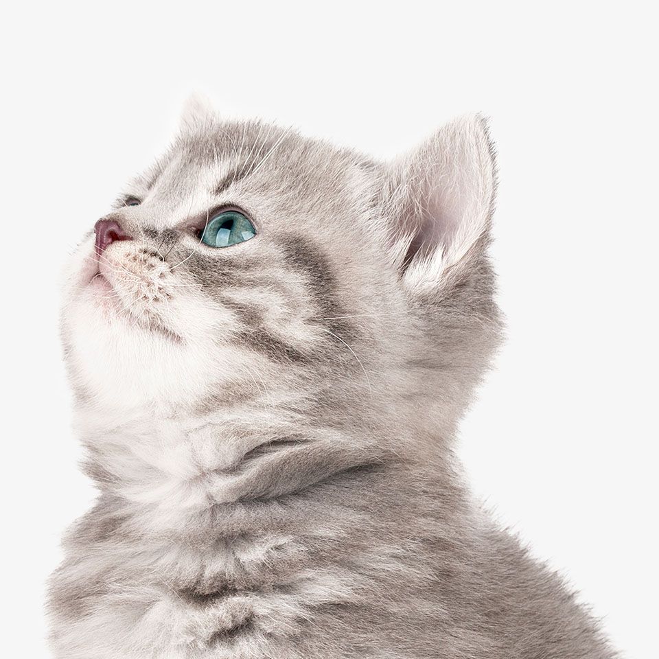 Close-up of a grey kitten looking up, with striking blue eyes.