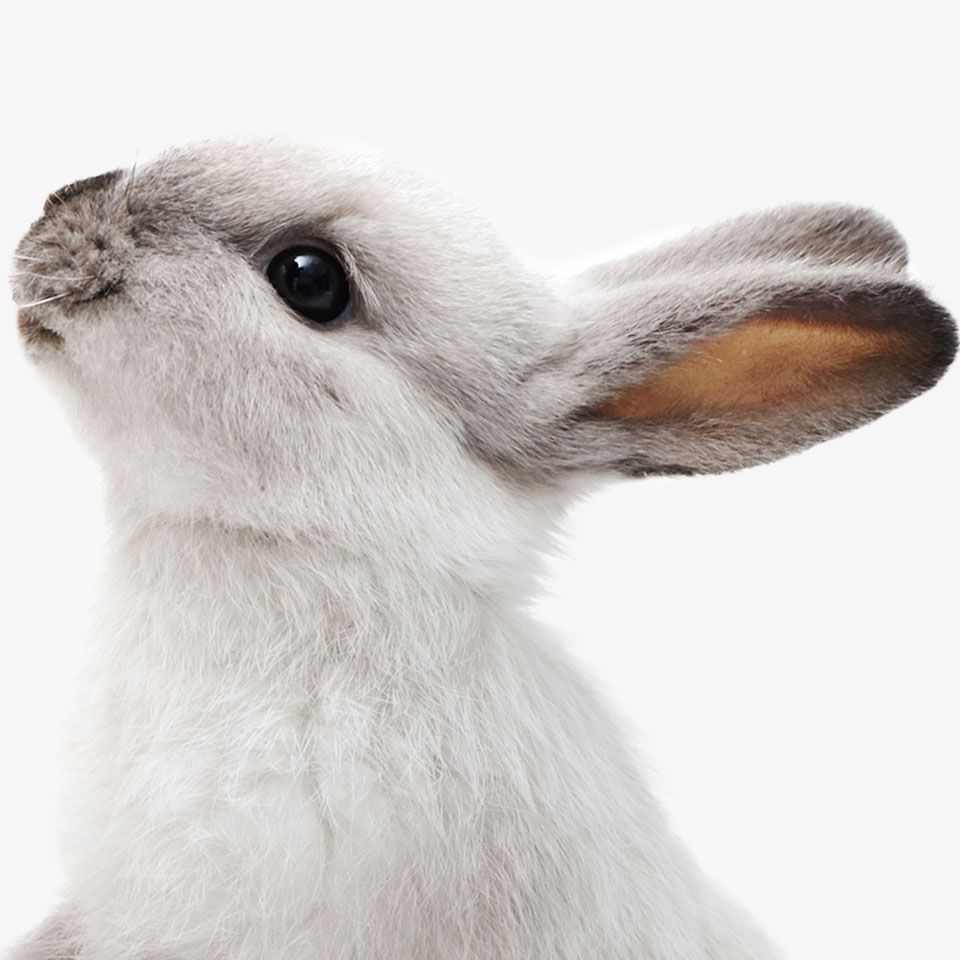 Close-up of a white rabbit looking to the side.