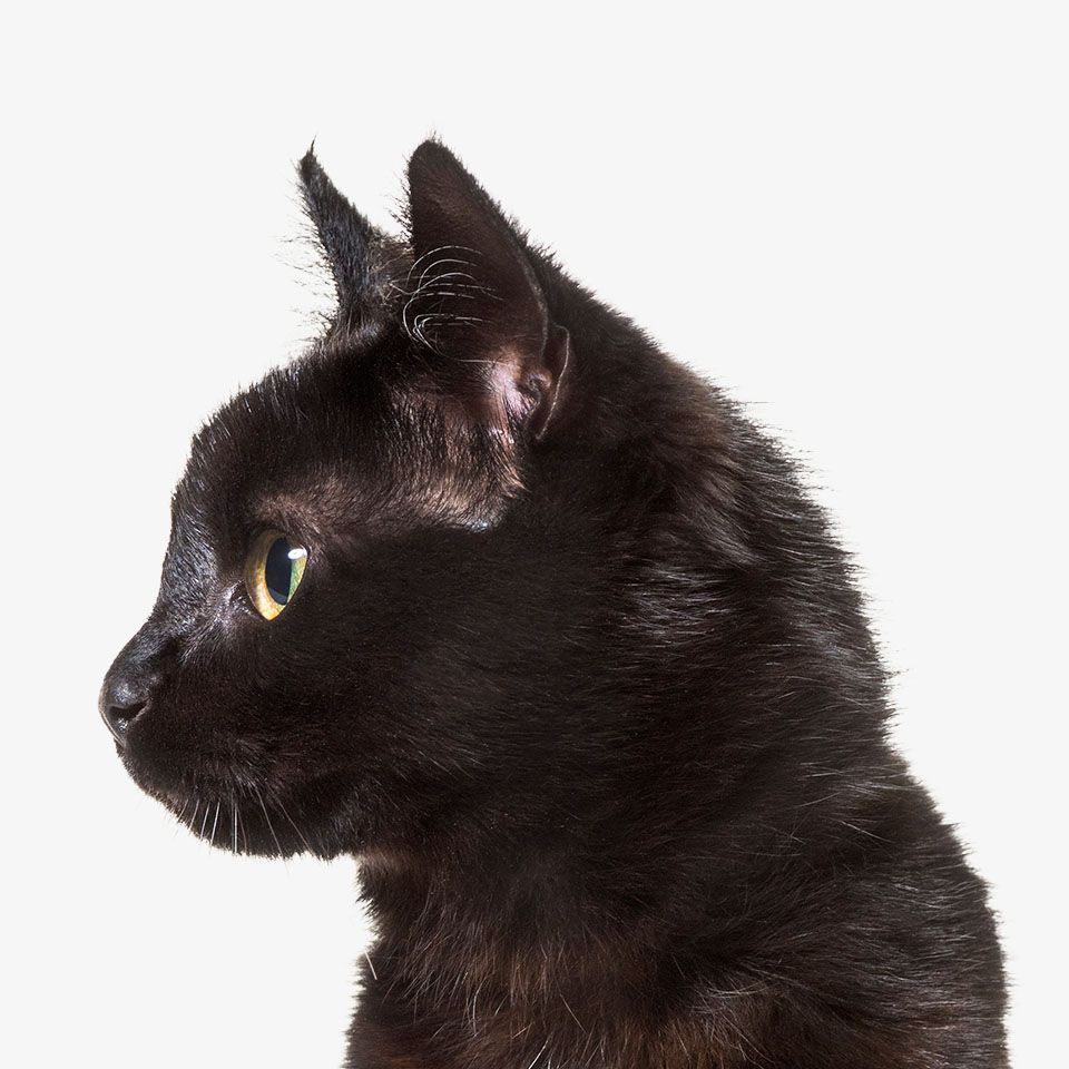 Profile view of a black cat with shiny fur and focused gaze.