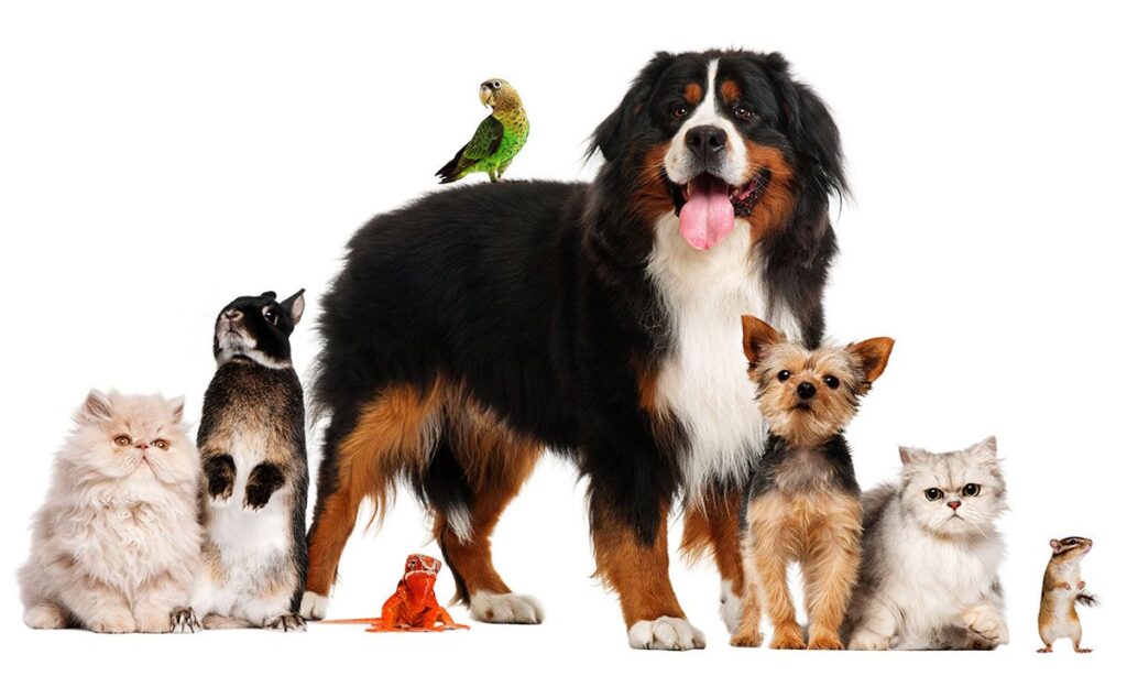 A variety of pets including dogs, cats, a parrot, a frog, and a gerbil, grouped together.