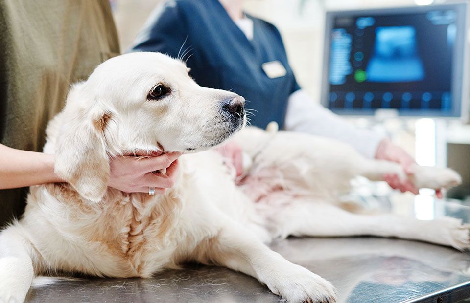 Golden retriever being examined by a veterinarian on a clinic table.