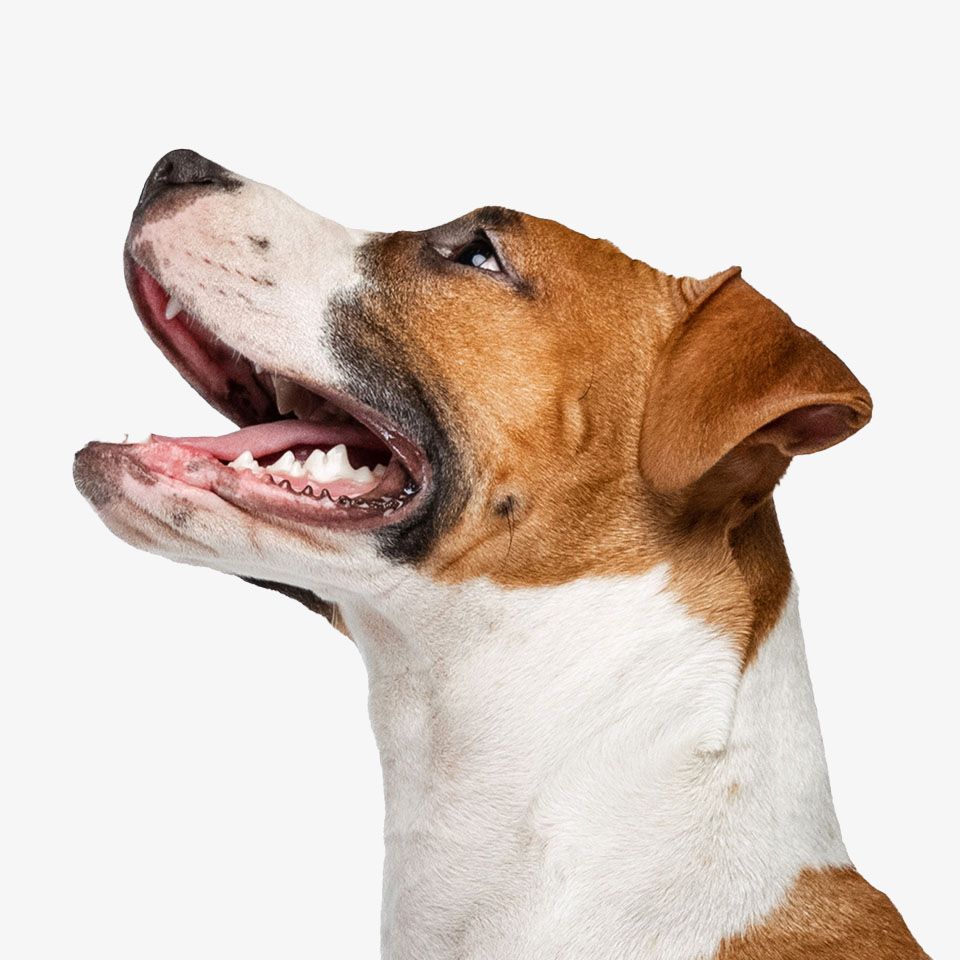 Close-up of a happy dog with an open mouth, looking upward.