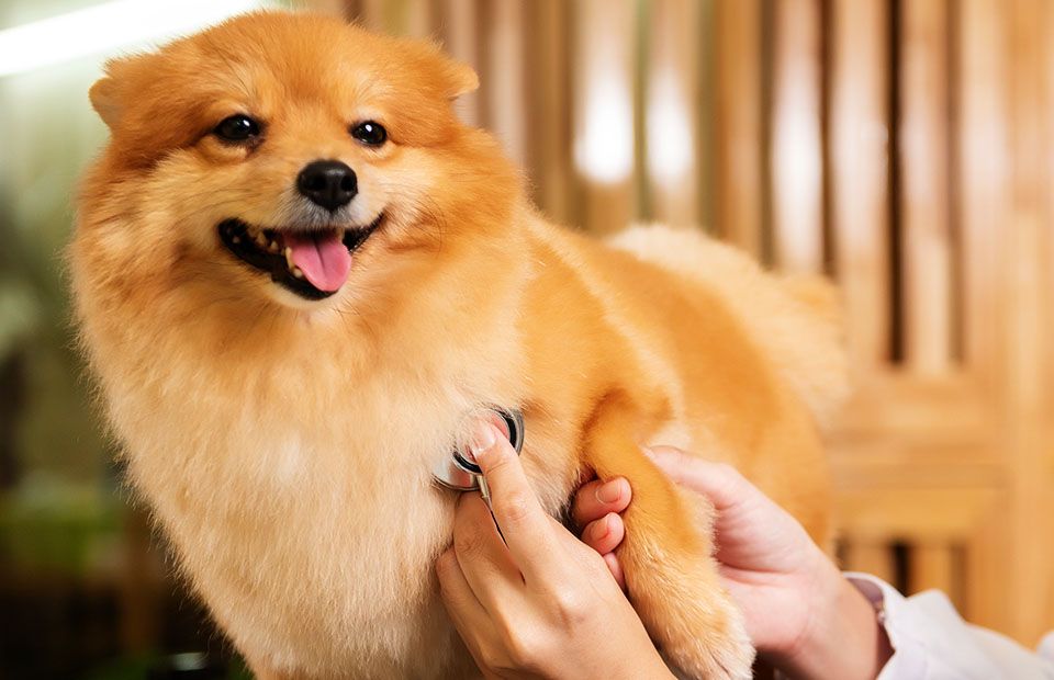 A smiling Pomeranian dog being checked with a stethoscope by a vet.
