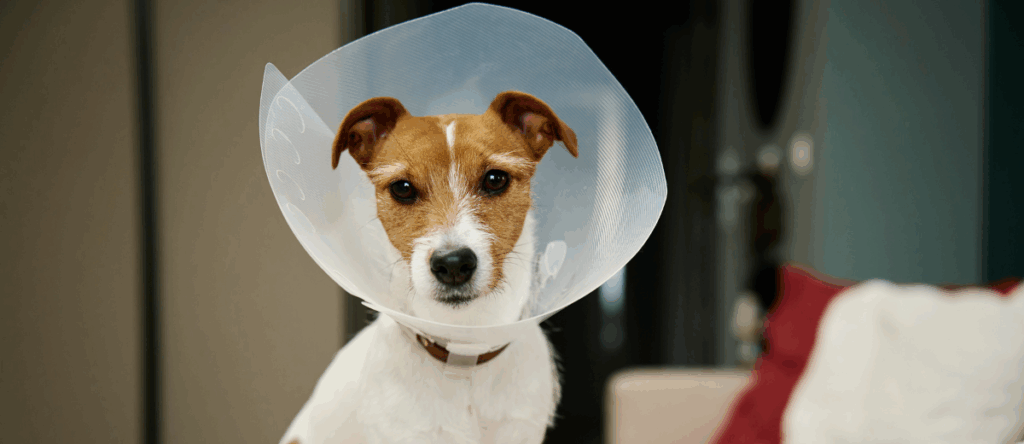 A white dog with a leash in a veterinary clinic, being carefully and lovingly cared for.