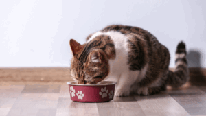 A calico cat eating from a bowl decorated with paw prints.