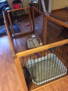 Wooden gates separating small dog crates inside a home.