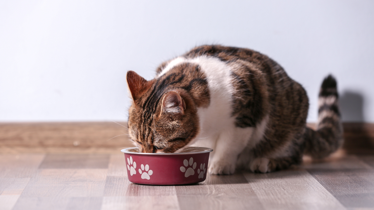 A calico cat eating from a bowl decorated with paw prints.