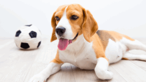 Beagle dog lying next to a soccer ball on a wooden floor.