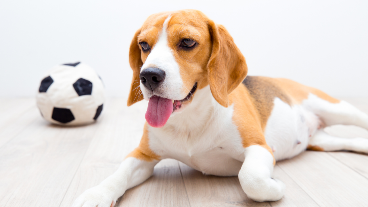 Beagle dog lying next to a soccer ball on a wooden floor.