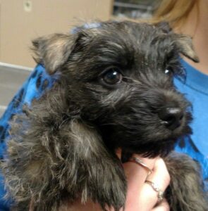 A small black puppy with shiny eyes being held gently in a person's arms.