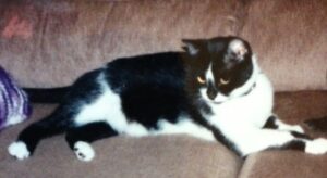 A photo of a beautiful black-and-white cat comfortably lying on a chair.