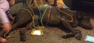 A dog lying on the floor, being carefully and attentively cared for by veterinarians.