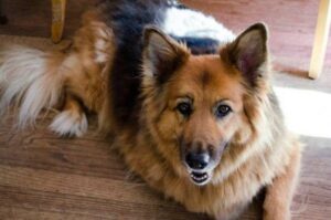 A fluffy, happy dog lying on the floor.