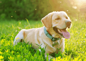 Yellow Labrador retriever sitting on grass in sunlight, tongue out, looking happy.