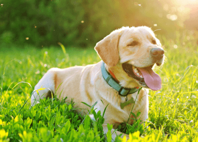 Yellow Labrador retriever sitting on grass in sunlight, tongue out, looking happy.