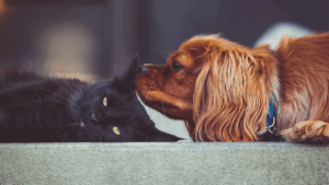 A dog gently sniffing a relaxed black cat on a step.
