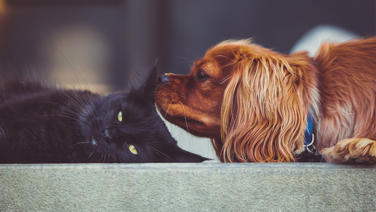 A dog gently sniffing a relaxed black cat on a step.