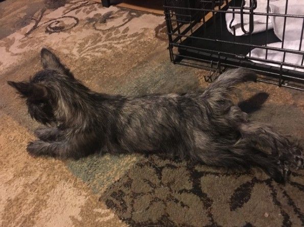 A long-haired dog lying stretched out on a patterned carpet.