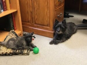 Two shaggy dogs lying on an office floor, one with a green ball.