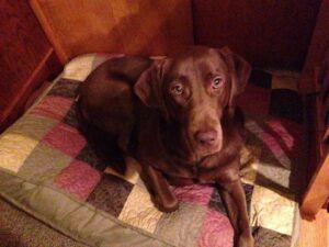 Brown Labrador dog sitting on a quilted bed, looking at the camera.