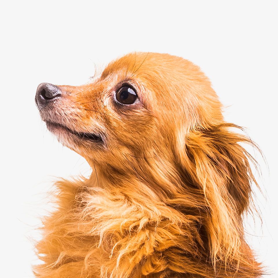 Close-up of a golden brown long-haired Chihuahua looking upward.
