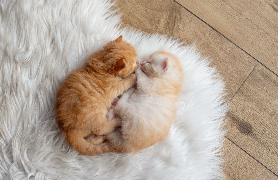 Two baby kittens cuddling on a very soft carpet
