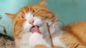 Orange and white cat licking its paw, eyes closed in enjoyment.