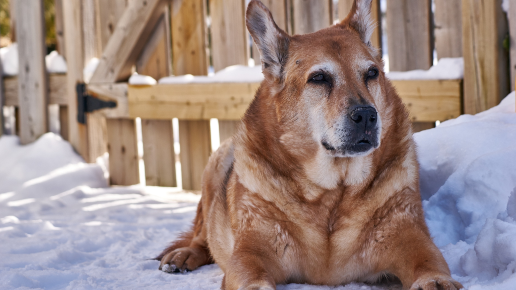 A brown dog reclining in snow near a wooden fence.
