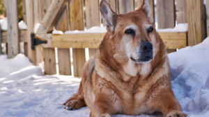A brown dog reclining in snow near a wooden fence.