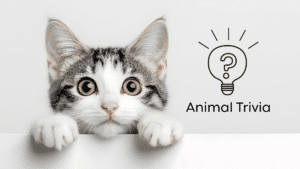 Vet near me quiz for pet owners at Cicero Animal Clinic in Brewerton, NY
