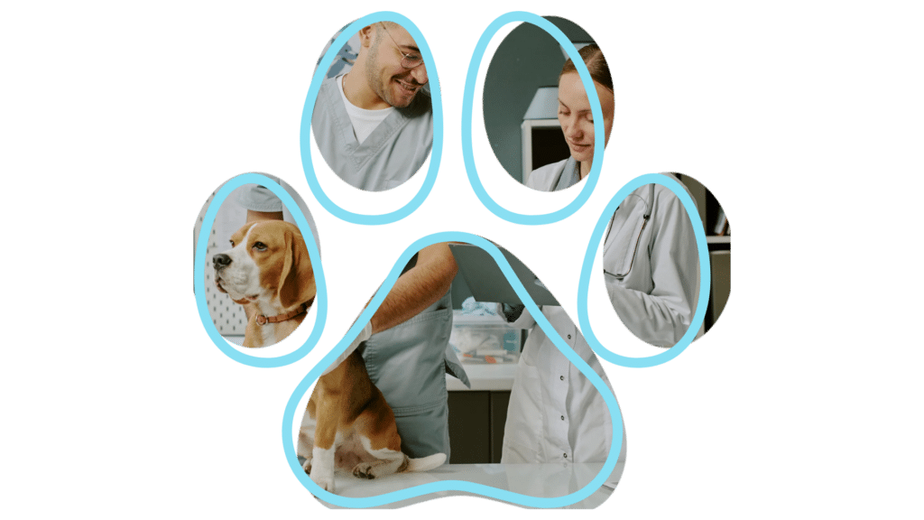 Vet near me wellness visit at Cicero Animal Clinic in Brewerton for dogs cats and exotic pets